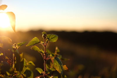 Close-up of plant growing on field against sky during sunset