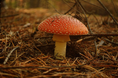 Close-up of fly agaric mushroom on field