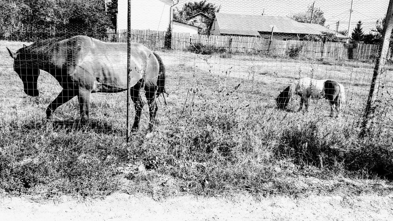 Poney & horse