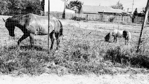 Horse grazing on field