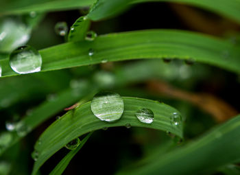 Close-up of raindrops on green leaves