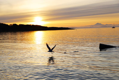 Silhouette bird in lake against sky during sunset