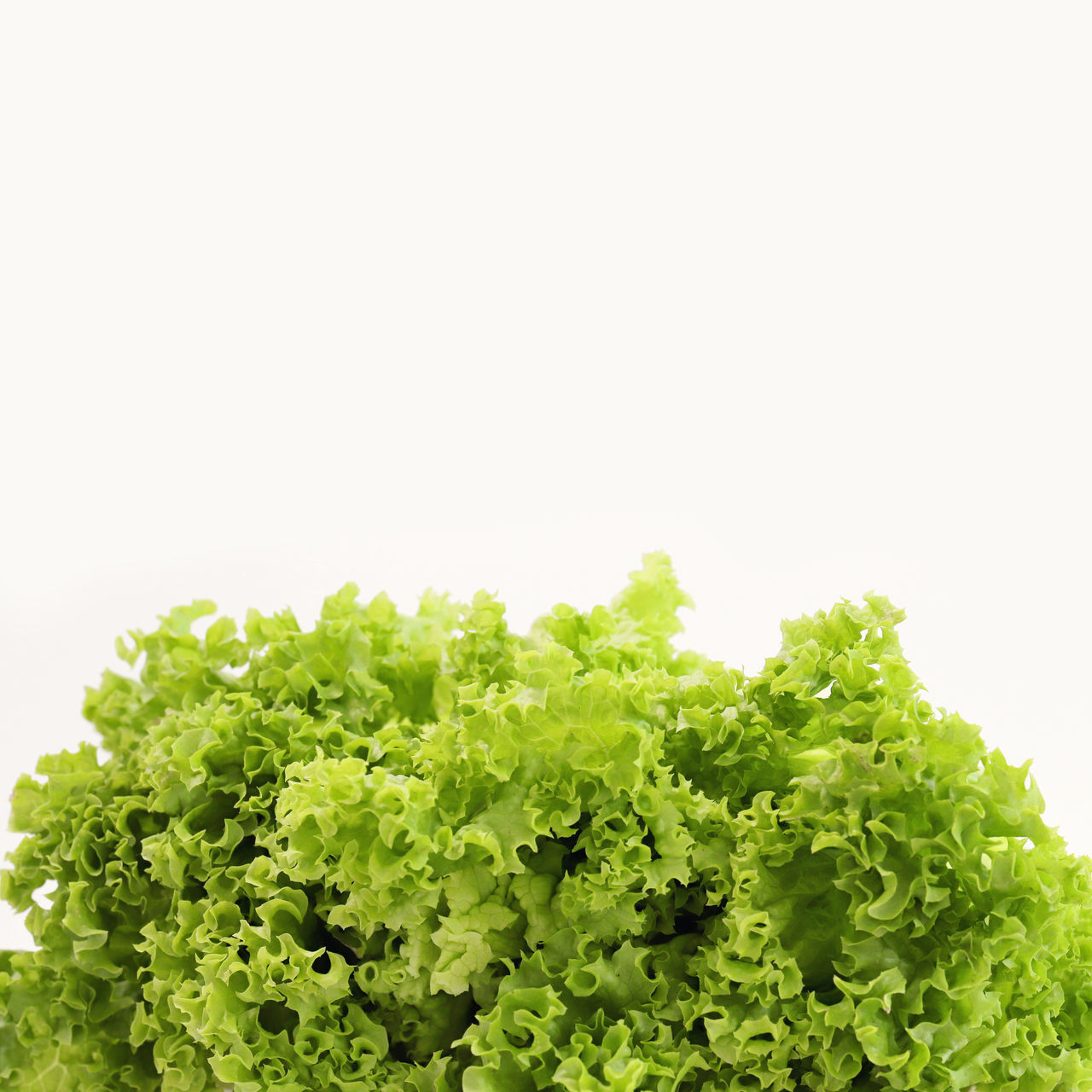 CLOSE-UP OF FRESH GREEN OVER WHITE BACKGROUND AGAINST GRAY