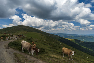 Horses in a field