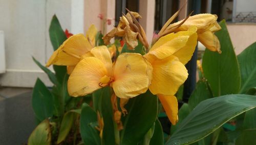 Close-up of yellow flower