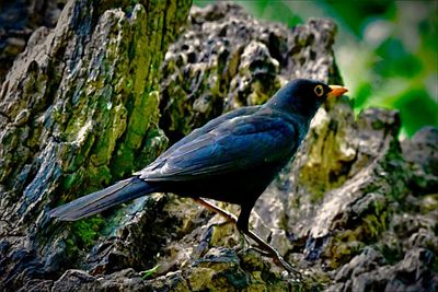 Close-up of bird perching on rock