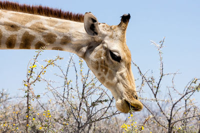 Low angle view of giraffe on tree against sky