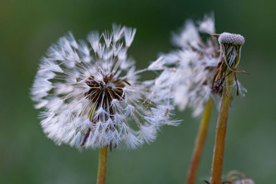 Close-up of white dandelion flower