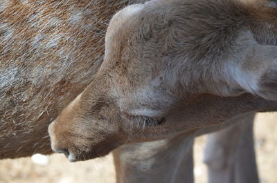 Close-up of horse