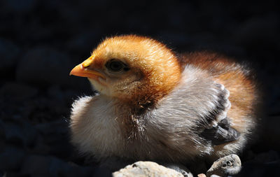 Close-up of an animal