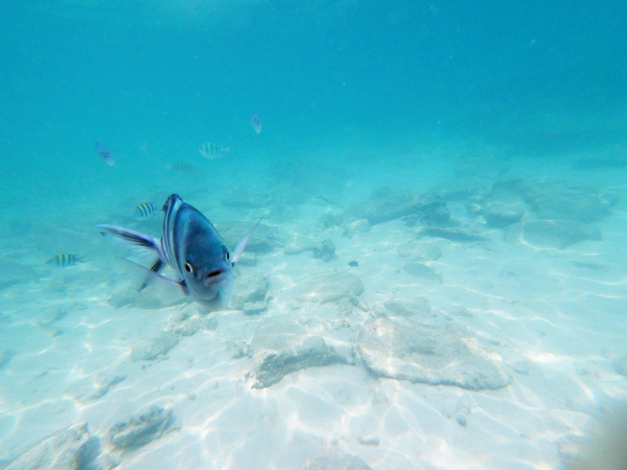 UNDERWATER VIEW OF SWIMMING IN WATER