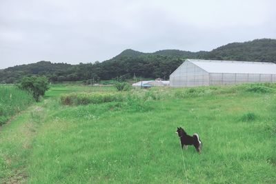 View of a horse on field