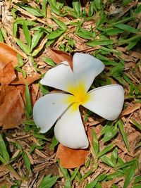 High angle view of white flowering plant on field