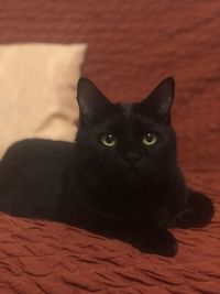 Portrait of black cat relaxing on floor