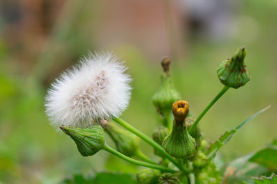 Close-up of flower against blurred background