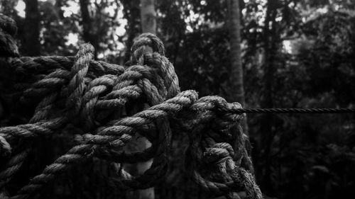 Close-up of ropes tied to wood