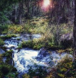 Scenic view of river stream amidst trees in forest