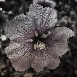 Close-up of water drops on flower