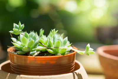 Close-up of potted plant on table