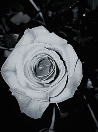 Close-up of rose blooming outdoors