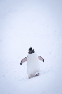 Gentoo penguin waddles through snow lifting foot