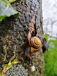 Close-up of snail on tree trunk