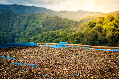 Drying raw coffee beans against mountains