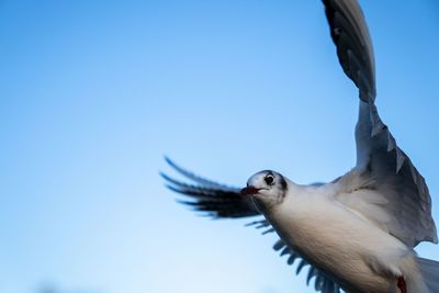 Low angle view of seagull flying