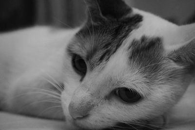 Close-up portrait of a cat