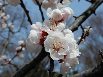 Close-up of white cherry blossom tree