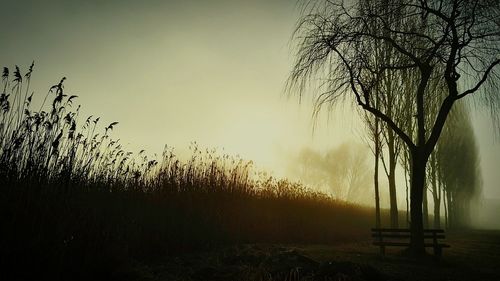 Bare trees on field at sunset