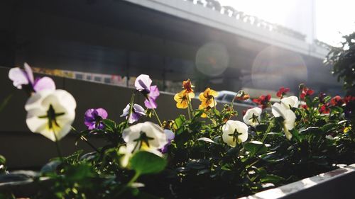 Close-up of flowers blooming outdoors