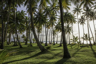 Trees on field against sky