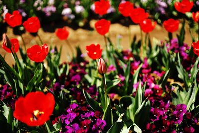 Close-up of red flowering plants