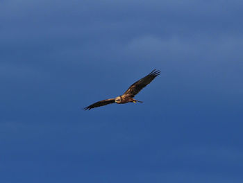 Low angle view of bird flying against clear blue sky