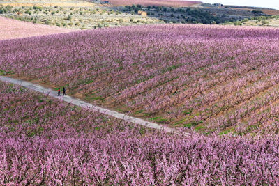 Purple flowering plants on field