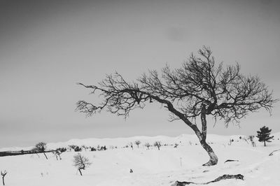 Bare tree on snow covered land against clear sky