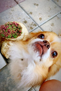 High angle portrait of a dog