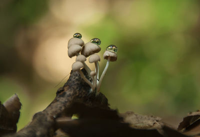 Close-up of a mushroom