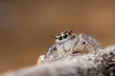 Close-up of spider