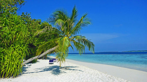 Palm trees on beach against blue sky