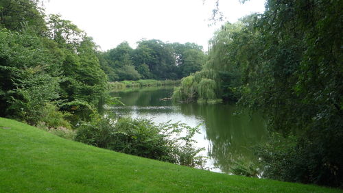 Scenic view of lake in forest