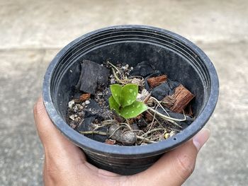 Close-up of hand holding potted plant