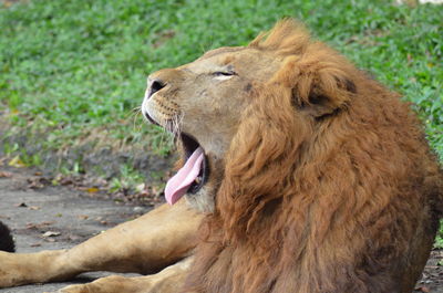 Lion yawning while resting on field