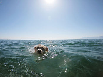 Dog swimming in sea against clear sky