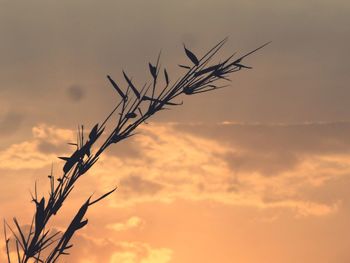 Close-up of silhouette plant against sky at sunset