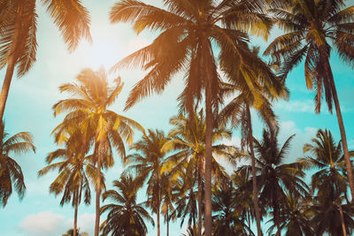 Low angle view of coconut palm trees against sky