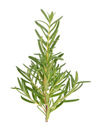 Close-up of plant against white background