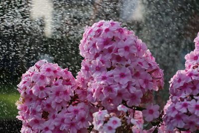 Close-up of pink cherry blossom during rainy season
