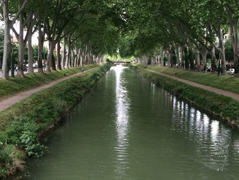 Trees along river